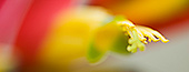Macrophotographie, par Julien Lebreton
