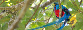 Photo de la Reserve Curi-Cancha, Monteverde