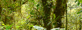 Photos de la reserve Santa Elena
