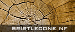 Bristlecone National forest - Foret  nationale de Bristlecone